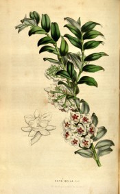 Figured are paired ovate leaves and umbels of star-shaped white flowers with red centre.  Flore des Serres f.399, 1848.