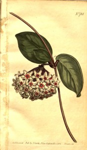 Figured are paired ovate leaves and umbel of star-shaped white flowers with red centre. Curtis's Botanical Magazine t.788, 1804.