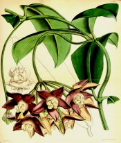 Figured are elliptic leaves and umbels of star-shaped, white-centred reddish flowers.  Curtis's Botanical Magazine t.4397, 1848.