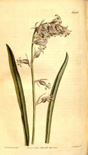 Figured are lance-shaped leaves and one-sided raceme of pink bell-shaped flowers.  Curtis's Botanical Magazine t.1461, 1812.