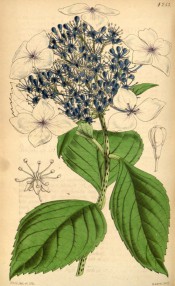 Figured are leaves and corymb of single white flowers the inner petal-less and blue.  Curtis's Botanical Magazine t.4253, 1846.