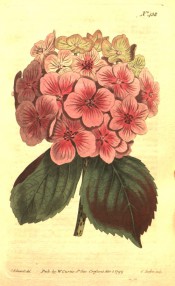 Figured are ovate, toothed leaves and spherical corymb of single pink flowers.  Curtis's Botanical Magazine t.438, 1799.