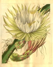 Figured is a spiny cactus with jointed, triangular stems and large white flowers.  Curtis's Botanical Magazine t.3458, 1836.