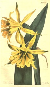 Illustrated are leaves and bright yellow, daffodil-like flowers.  Curtis's Botanical Magazine t.1224/1809.