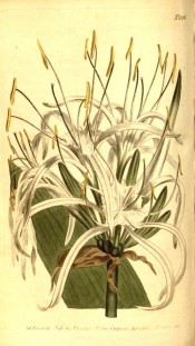 Shown are part of a leaf and white flowers with shallow cup and long, narrow segments.  Curtis's Botanical Magazine t.826, 1805.