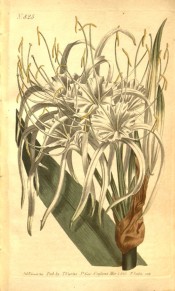 Shown are part of a leaf and white flowers with shallow cup and long, narrow segments.  Curtis's Botanical Magazine t.825, 1805.