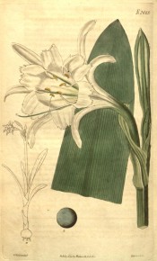 Shown are a line drawing of the whole plant, leaves and white, daffodil-like flowers.  Curtis's Botanical Magazine t.1224/1809.
