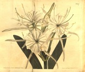 Shown are white flowers with an almost circular crown and long, narrow segments.  Curtis's Botanical Magazine t.827, 1805.