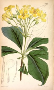 The illustration shows leaves and bright yellow salverform flowers.  Curtis's Botanical Magazine t.4799, 1854.