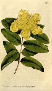 Illustrated are the oblong leaves and a saucer-shaped, bright yellow flower.  Curtis's Botanical Magazine t.146, 1791.