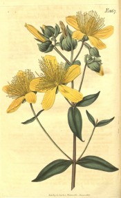 Illustrated are the lance-shaped leaves and star-shaped, deep yellow flowers.  Curtis's Botanical Magazine t.1867, 1816.