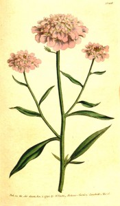 The image shows lance-shaped leaves and compact umbels of pale pink flowers.  Curtis's Botanical Magazine t.106, 1790.