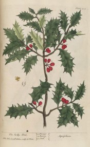 Illustrated are the glossy, dark green, spiny leaves, and red berries.  Blackwell pl.205, 1737.