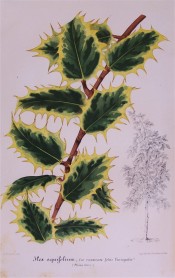 Shown are deep green, shading to pale green, yellow-margined, spiny leaves.  Illustration Horticole pl.222, 1859.