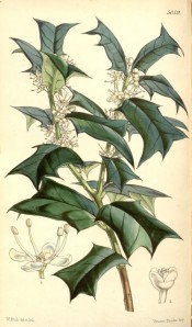 Illustrated are the dark green leaves with prominent spines, and white flowers.  Curtis's Botanical Magazine t.5059, 1858.