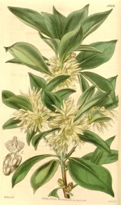 Illustrated are the glossy, lance-shaped leaves and star-shaped cream flowers.  Curtis's Botanical Magazine t.3965, 1842.