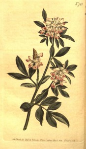 Illustrated are pinnate leaves and terminal, rounded racemes of rose-coloured flowers.  Curtis's Botanical Magazine t.742, 1804.