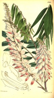 Figured are pinnate leaves and erect racemes of white, crimson-suffused flowers.  Curtis's Botanical Magazine t.5063, 1858.