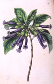 Figured are ovate leaves and terminal cyme of narrow, tubular deep purple flowers.  Botanical Register f.20, 1845.