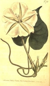 Illustrated are heart-shaped leaves and trumpet-shaped white flowers.  Curtis's Botanical Magazine t.752, 1804.