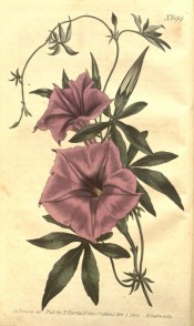 Figured are palmate leaves and funnel-shaped purple flowers.  Curtis's Botanical Magazine t.699, 1803.