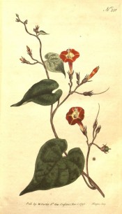 Illustrated are the heart-shaped leaves and yellow and orange-red flowers.  Curtis's Botanical Magazine t.221, 1793.