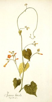 Illustrated are the heart shaped leaves and orange-yellow flowers.  Jacq. IPR pl.35/1791-1793.