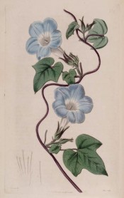 Figured are cordate, 3-lobed leaves and pale blue, trumpet-shaped flowers.  Botanical Register f.276, 1818.