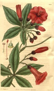 Figured are palmate leaves and deep rose, tubular trumpet-shaped flowers.  Curtis's Botanical Magazine t.3315, 1834.