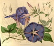 Illustrated are the 3-lobed leaves and purple-blue funnel-shaped flowers.  Curtis's Botanical Magazine t.3928, 1842.