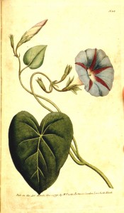 A twining climber with heart-shaped leaves and blue and red trumpet-shaped flower.  Curtis's Botanical Magazine t.113, 1790.