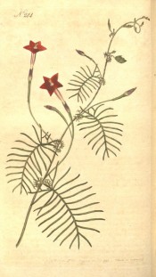 Shown are the feathery leaves and slender-tubed, scarlet flowers.  Curtis's Botanical Magazine t.244,1793.