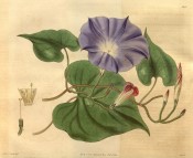 Illustrated are cordate leaves and reddish-blue trumpet-shaped flowers.  Curtis's Botanical Magazine t.3297/1834.