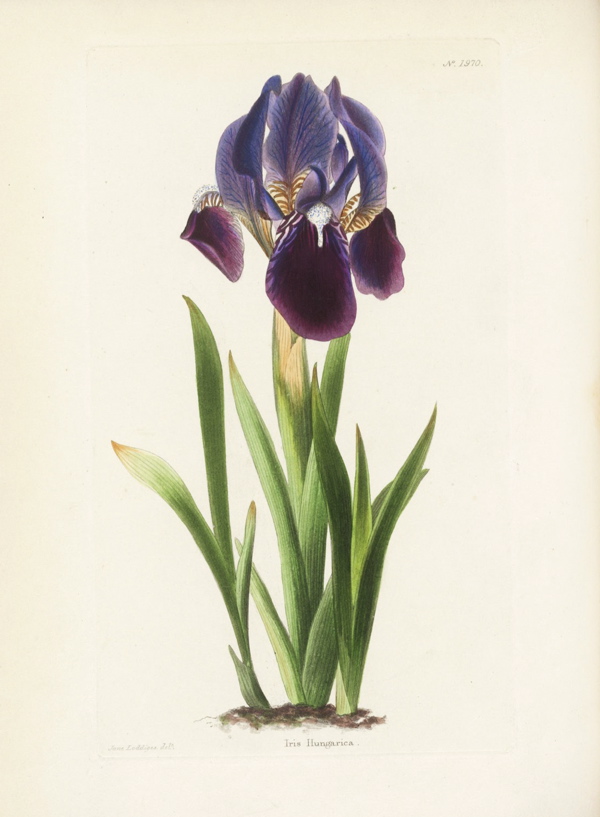 Hortus Camdenensis | Iris aphylla L. ssp. hungarica