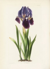 Figured are sword-shaped leaves and a flag iris with blue flowers with reddish falls.  Loddiges Botanical Cabinet no.1970, 1833.