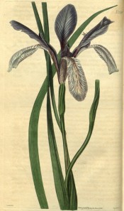 Figured are linear leaves and pale to dark blue iris flowers.  Curtis's Botanical Magazine t.2528, 1824.