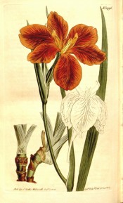 Figured are stem, leaf and copper-coloured flower.  Curtis's Botanical Magazine 