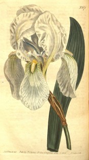 Illustrated is an iris with grey-green leaves and white flowers with yellow beards.  Curtis's Botanical Magazine t.671, 1803.