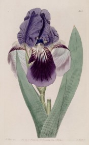 Figured is a bearded iris with deep blue standards and purple falls.  Botanical Register f.818, 1824.