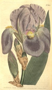 Figured is a bearded iris with pale blue flowers and yellow beard.  Curtis's Botanical Magazine t.685, 1803.