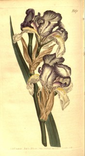 Figured is a bearded iris with pale blue flowers, shaded white and yellow beard.  Curtis's Botanical Magazine t.870, 1805.