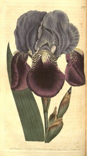 Illustrated is an iris with grey-green leaves and blue flowers with yellow beards.  Curtis's Botanical Magazine t.670, 1803.