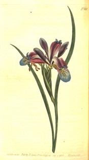 Figured is a non-bearded iris with purple standards and blue, yellow-streaked falls.  Curtis's Botanical Magazine t.681, 1803.