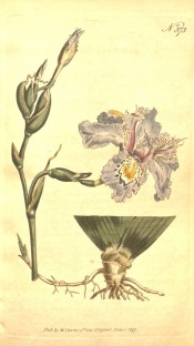 Figured is a root and flowering stem with pale blue and yellow flowers.  Curtis's Botanical Magazine t.373, 1797.