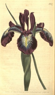 Shown is a beardless iris with narrow leaf and purple flowers with  blue-yellow marks. Curtis's Botanical Magazine t.687, 1803.