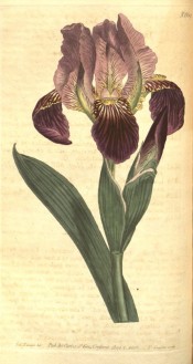 Figured is a bearded iris with pale mauve flowers with purple falls.  Curtis's Botanical Magazine t.669, 1803.