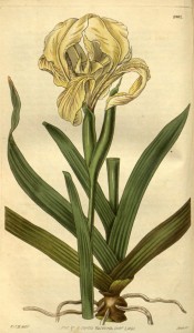 Figured are leaves and a branched stem with yellow bearded iris flowers.  Curtis's Botanical Magazine 