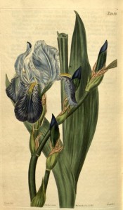 Figured is a bearded iris with pale blue standards and darker blue falls.  Curtis's Botanical Magazine t.2435, 1823.