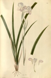 Figured are narrow sword-shaped leaves and pale lavender to white iris flowers.  Wallich pl.86, 1830.
