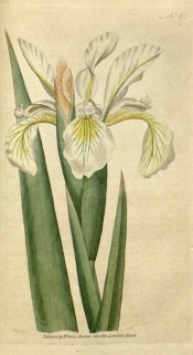 Figured are sword-shaped leaves and white and yellow iris flowers.  Curtis's Botanical Magazine t.61, 1788.